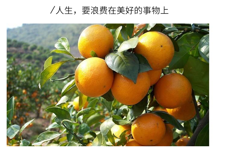 重庆果酒